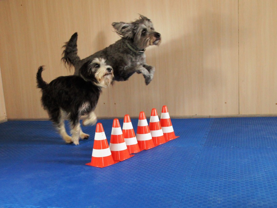 Hundesportboden - der Bodenbelag für Indoor-Hundesport