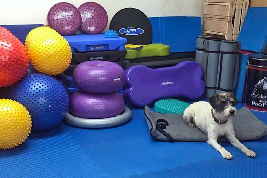 Hundesportboden - der Bodenbelag für Indoor-Hundesport