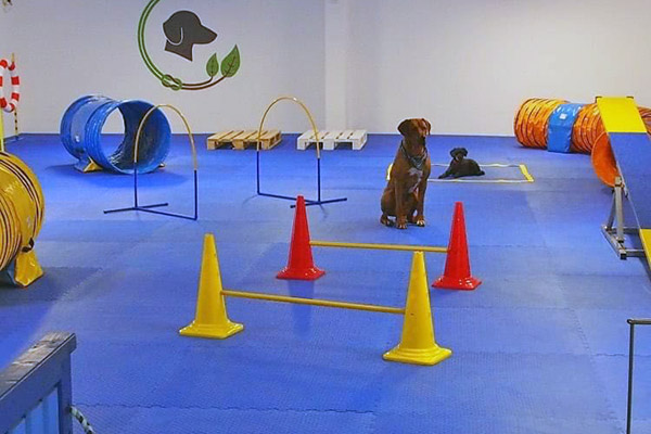 Hundesportboden - der Bodenbelag für Indoor-Hundesport