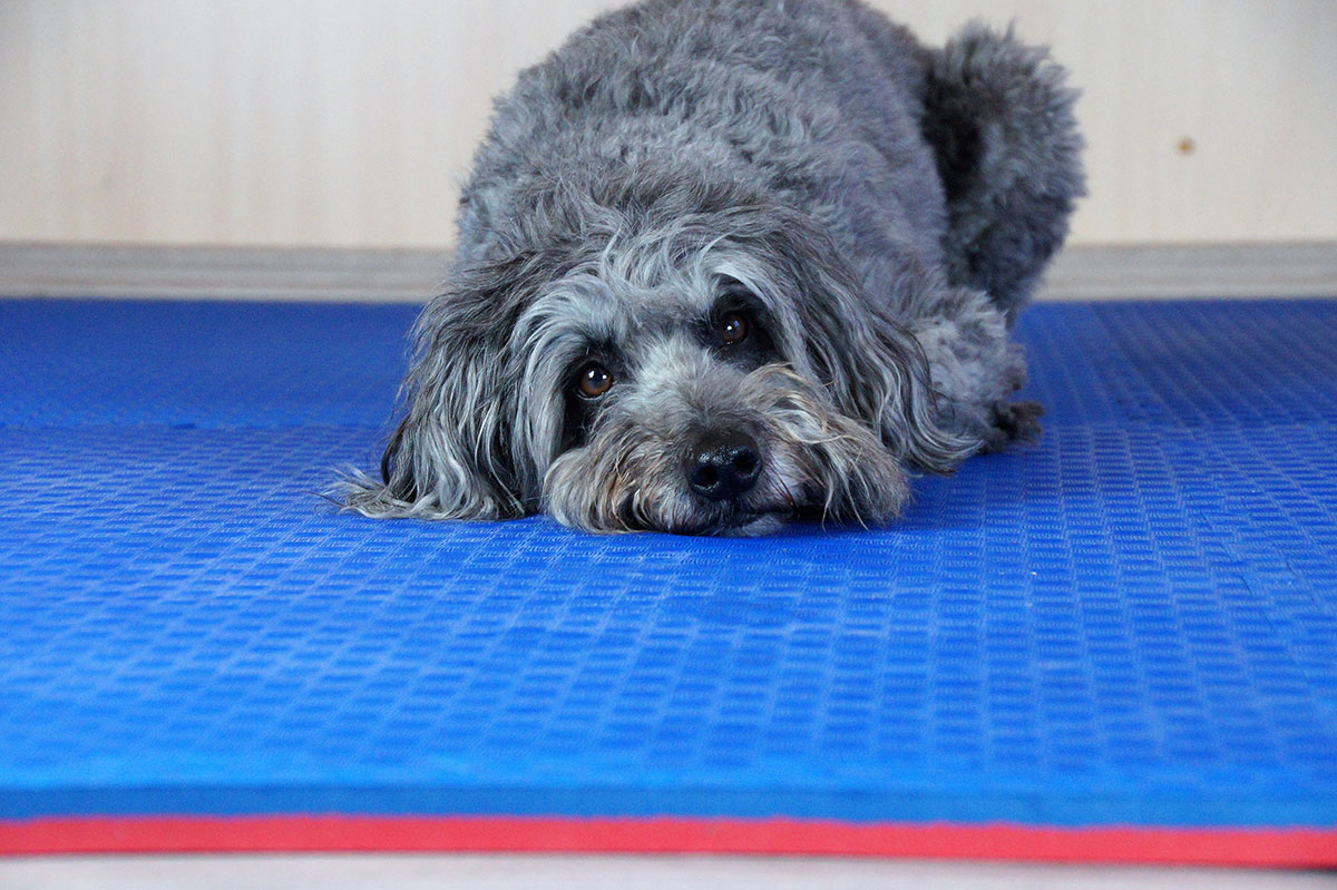 Hundesportboden - der Bodenbelag für Indoor-Hundesport